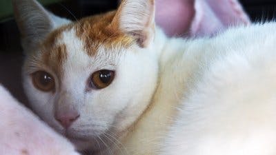 Assistir Clínica Animal com Dr. Pol Temporada 24 Episódio 7 Online em HD