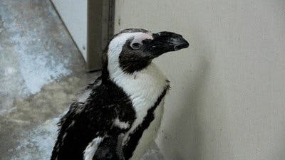 Assistir Os Segredos do Zoológico Temporada 2 Episódio 1 Online em HD