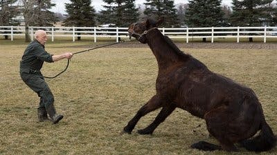 Assistir Clínica Animal com Dr. Pol Temporada 12 Episódio 1 Online em HD