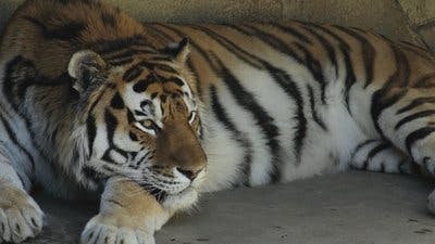 Assistir Os Segredos do Zoológico Temporada 3 Episódio 2 Online em HD