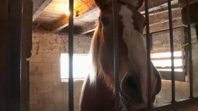 Assistir Clínica Animal com Dr. Pol Temporada 15 Episódio 10 Online em HD