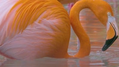 Assistir Os Segredos do Zoológico Temporada 5 Episódio 1 Online em HD