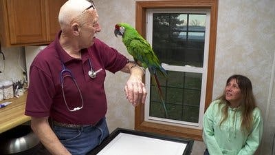 Assistir Clínica Animal com Dr. Pol Temporada 17 Episódio 9 Online em HD