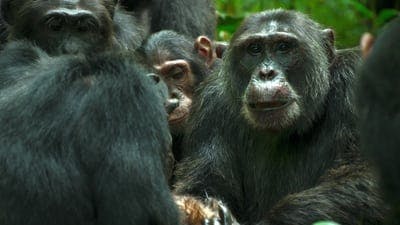 Assistir O Império dos Chimpanzés Temporada 1 Episódio 3 Online em HD