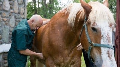 Assistir Clínica Animal com Dr. Pol Temporada 7 Episódio 6 Online em HD