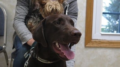 Assistir Clínica Animal com Dr. Pol Temporada 17 Episódio 1 Online em HD