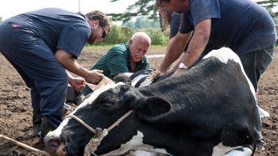 Assistir Clínica Animal com Dr. Pol Temporada 7 Episódio 5 Online em HD