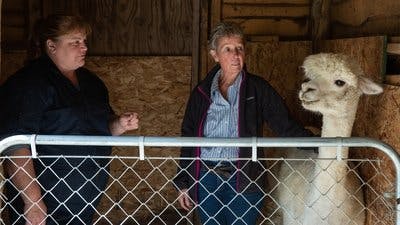 Assistir Clínica Animal com Dr. Pol Temporada 17 Episódio 6 Online em HD