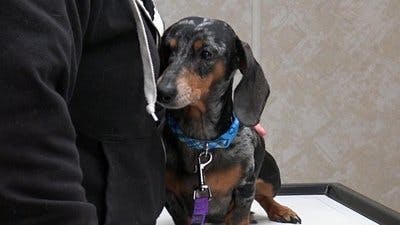 Assistir Clínica Animal com Dr. Pol Temporada 19 Episódio 10 Online em HD