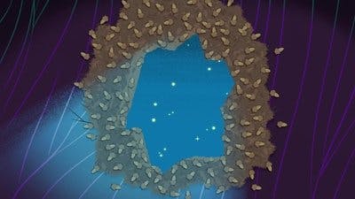 Assistir Tico e Teco: Vida no Parque Temporada 2 Episódio 12 Online em HD