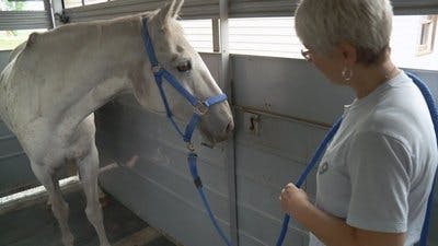 Assistir Clínica Animal com Dr. Pol Temporada 14 Episódio 10 Online em HD