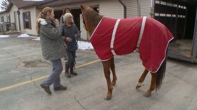 Assistir Clínica Animal com Dr. Pol Temporada 13 Episódio 12 Online em HD