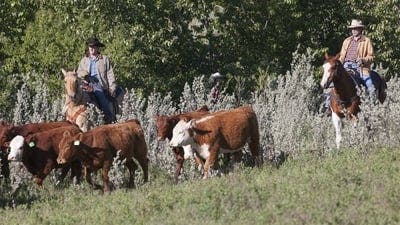 Assistir Heartland Temporada 6 Episódio 3 Online em HD