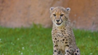 Assistir Os Segredos do Zoológico Temporada 5 Episódio 8 Online em HD