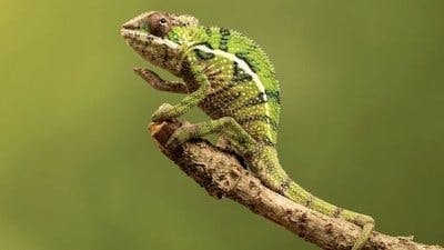 Assistir Pequenos Gigantes da Natureza Temporada 1 Episódio 10 Online em HD