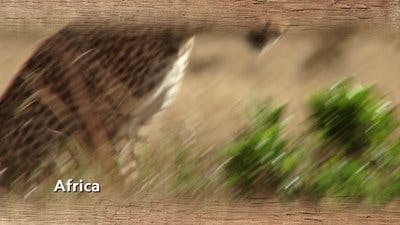 Assistir A Magia do Disney’s Animal Kingdom Temporada 2 Episódio 8 Online em HD
