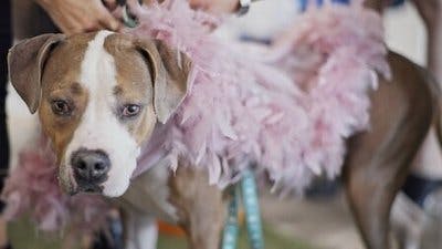 Assistir Pet Stars Temporada 1 Episódio 4 Online em HD