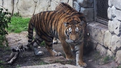 Assistir Os Segredos do Zoológico Temporada 2 Episódio 8 Online em HD