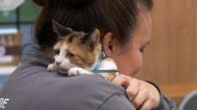 Assistir Clínica Animal com Dr. Pol Temporada 15 Episódio 4 Online em HD