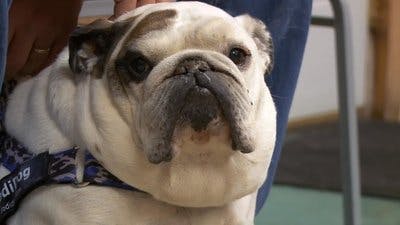 Assistir Clínica Animal com Dr. Pol Temporada 13 Episódio 7 Online em HD