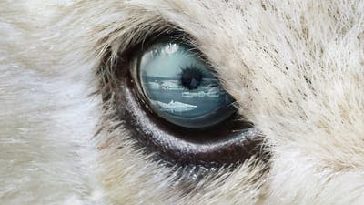 Assistir Predadores do Mundo Animal Temporada 1 Episódio 2 Online em HD