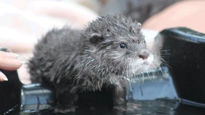 Assistir Os Segredos do Zoológico Temporada 3 Episódio 7 Online em HD