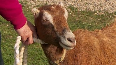Assistir Clínica Animal com Dr. Pol Temporada 20 Episódio 4 Online em HD