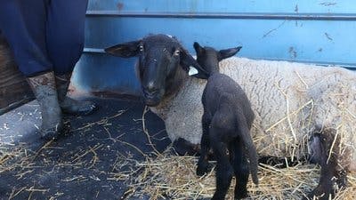 Assistir Clínica Animal com Dr. Pol Temporada 18 Episódio 3 Online em HD