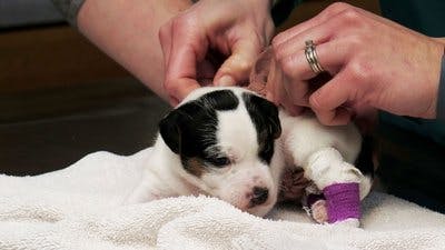 Assistir Clínica Animal com Dr. Pol Temporada 10 Episódio 4 Online em HD