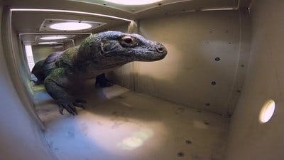 Assistir Os Segredos do Zoológico Temporada 4 Episódio 8 Online em HD