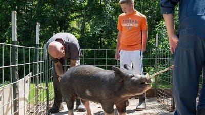 Assistir Clínica Animal com Dr. Pol Temporada 7 Episódio 3 Online em HD