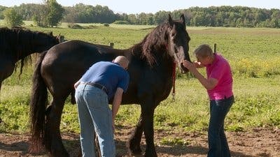 Assistir Clínica Animal com Dr. Pol Temporada 10 Episódio 8 Online em HD