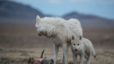 Assistir O Reino do Lobo-Branco Temporada 1 Episódio 2 Online em HD