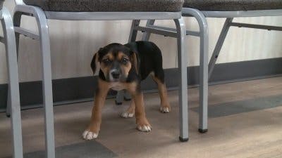 Assistir Clínica Animal com Dr. Pol Temporada 15 Episódio 2 Online em HD