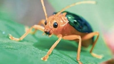 Assistir Pequenos Gigantes da Natureza Temporada 1 Episódio 9 Online em HD