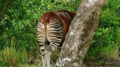 Assistir A Magia do Disney’s Animal Kingdom Temporada 2 Episódio 4 Online em HD