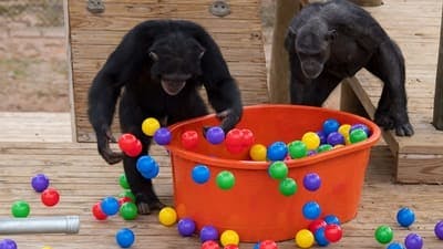 Assistir A Vida Secreta dos Chimpanzés Temporada 1 Episódio 6 Online em HD