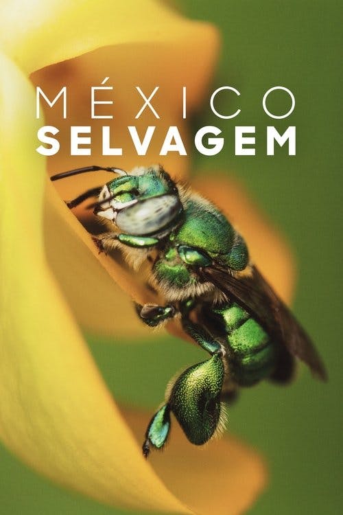 As maravilhas do Mexico poster