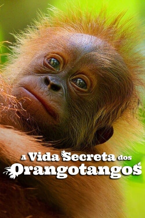 A Vida Secreta dos Orangotangos poster