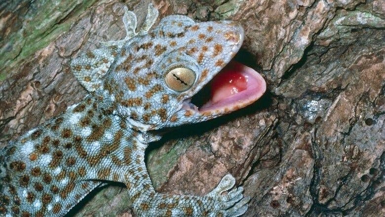 Assistir Pequenos Gigantes da Natureza Temporada 1 Episódio 18 Online em HD