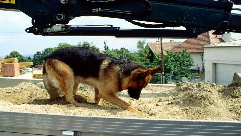 Assistir Rex – O Cão Polícia Temporada 3 Episódio 11 Online em HD