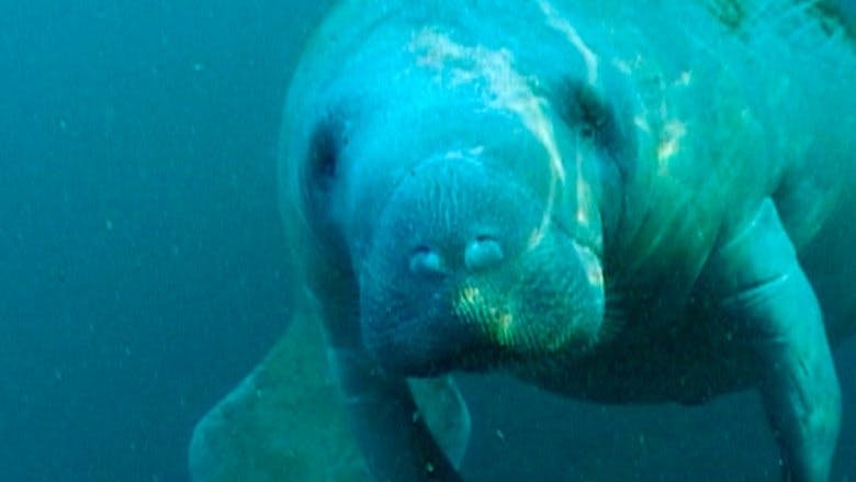 Assistir Um Estranho na Selva Temporada 1 Episódio 4 Online em HD