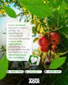 Agro | agronegócio | agrícola | psd editável