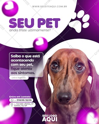 Feed pet shop clinica veterinária