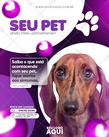 Feed pet shop clinica veterinária