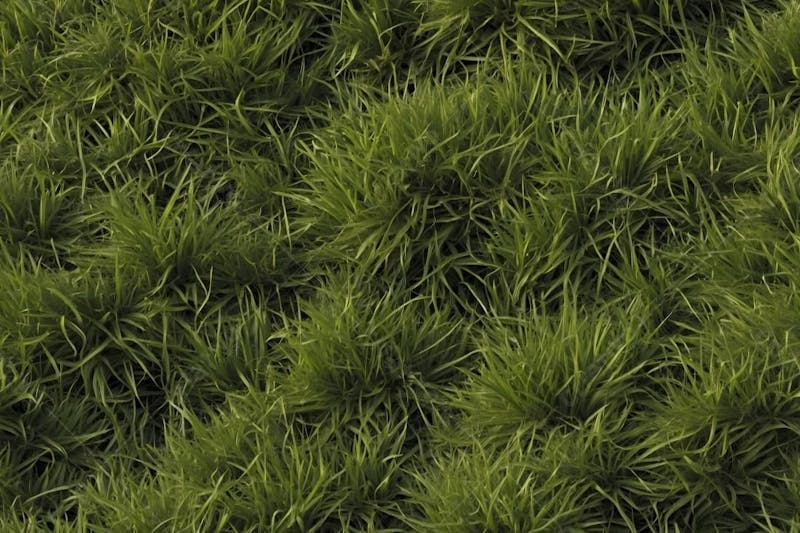 Textura de grama verde realista