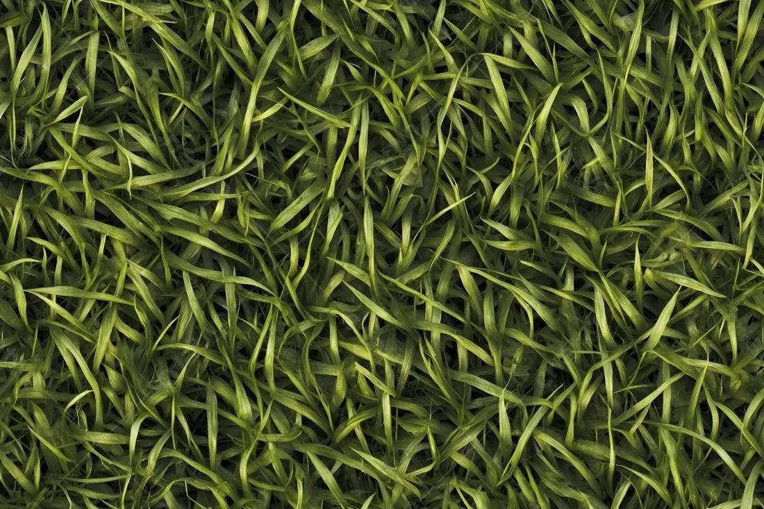 Textura grama verde escura para fundo