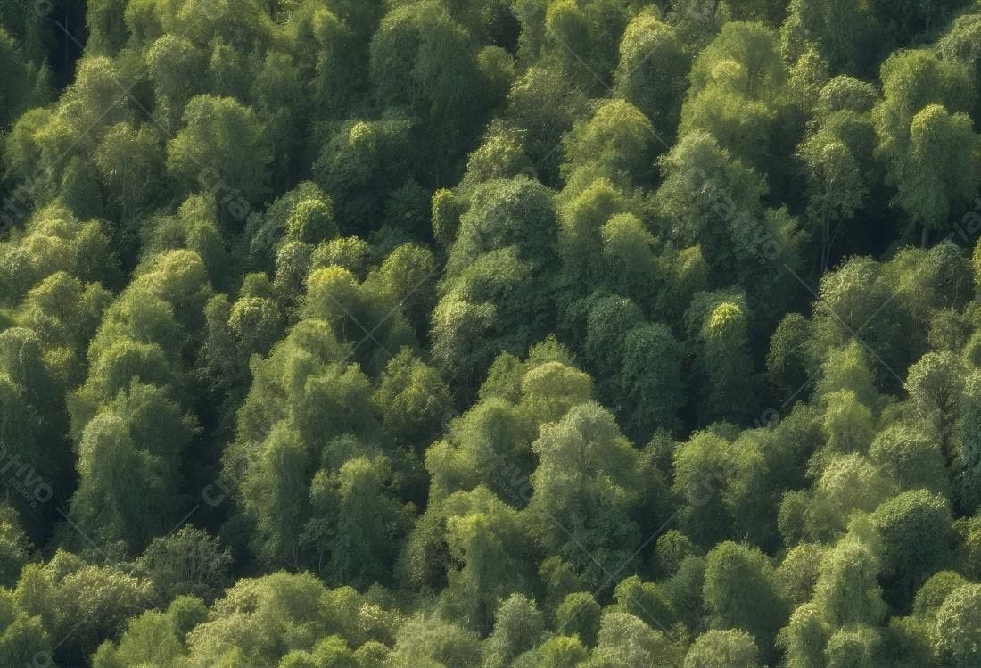 Textura Floresta Verde para Fundo