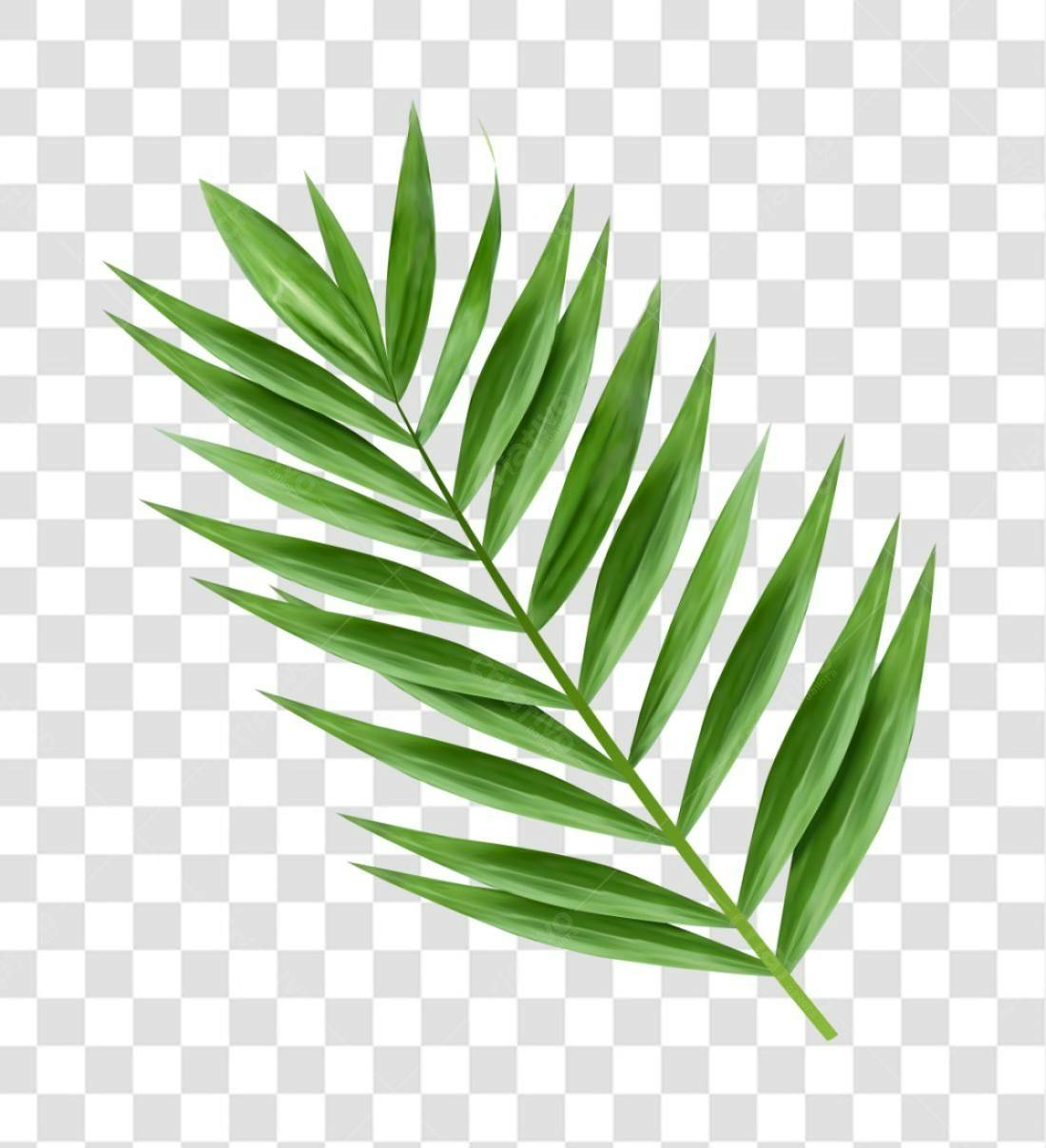 Icone Folha de Palma Tropical PNG com fundo transparente
