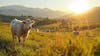 Gado vacas girolando no pasto fazenda agro cena 12